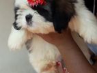 Shih Tzu Puppys