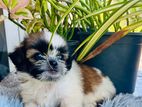 Shih Tzu Puppy