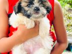 Shihtzu Puppy