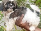 Shih Tzu Puppy