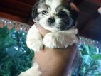 shih tzu puppys
