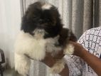 Shih Tzu Puppy