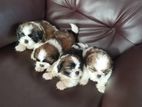 Shih Tzu Puppies