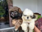 Shih Tzu Puppys