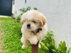 Shih Tzu Puppy