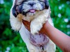 Shih Tzu Puppies