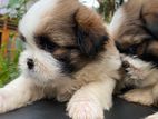 Shih Tzu Puppy’s