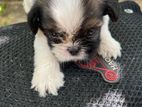 Shih Tzu Puppy