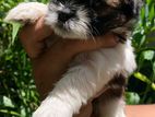 Shih Tzu Puppies