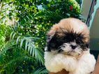 Shih Tzu Puppies