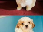 Shih Tzu Puppies