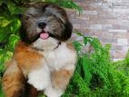 Shih Tzu Purebred Puppies