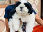 Shih Tzu Puppy