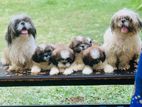 Shihtzu Puppies