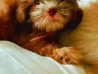 Shih Tzu Puppy