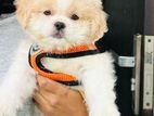 Shih Tzu Terrier Mix Male Puppy
