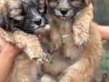 ShihTzu Terrier Puppies