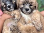 Shih Tzu Terrier Puppies