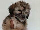 Shih-Tzu Terrier Puppies