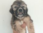 Shih-Tzu Terrier Puppies