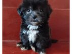 Shih-Tzu Terrier Puppies