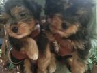 Shih Tzu Terrier Puppies