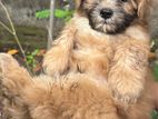 Shih Tzu Terrier Puppy