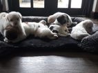 Shih Tzu Tibetan Terrier Mix Puppies
