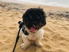 Shih Tzu Toy Poodle Mix Male for Crossing