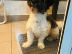 Shih Tzu Toy Poodle Mix Male for Crossing