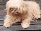 Shih Tzu Puppy
