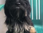 Shih Tzu Mix Puppy