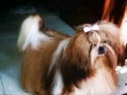 Shih Tzudog For Crossing