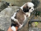 Shih-tzu(ශිට්සු)