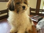 Shihtzu Puppy for Crossing