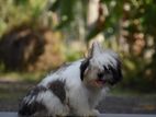 Shihi Tzu Puppies