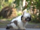 Shihi Tzu Puppies