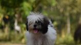 Shihi Tzu Puppies