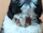 Shihitzhu Puppies