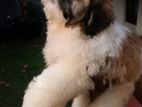 Shihitzhu Puppies