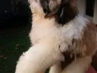 Shihitzhu Puppies