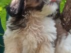 shihitzhu puppis