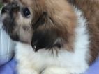 Shih Tzu Puppy