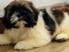 shihitzhu puppys