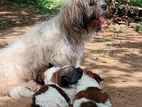 Shihitzu Puppies