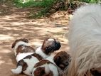 Shihitzu Puppies