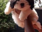 Shihitzu Puppys