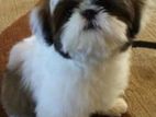 Shih Tzu Puppies