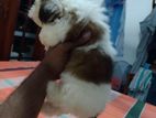 Shiht Tzu Puppy