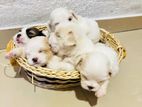 Shih Tzu Puppies